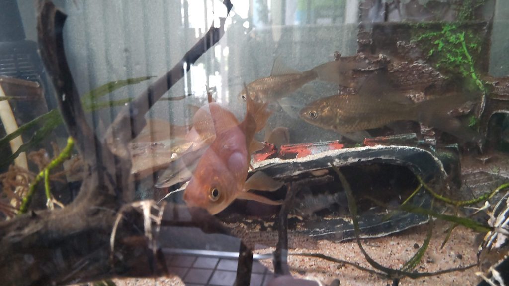 鉄魚飼育水槽