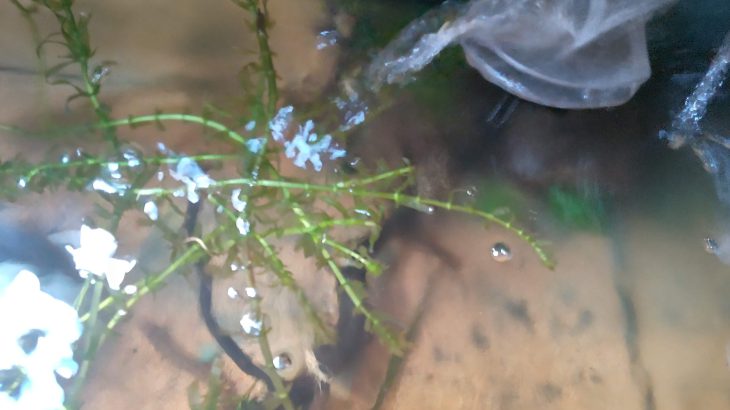 アナカリスを食べる鉄魚（テツギョ）